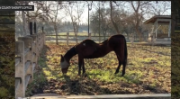More than 50 horses found dead in animal neglect investigation