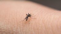 Mosquitoes, mozzies