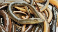 Multiple agencies raise alarm on invasive swamp eel species in Florida