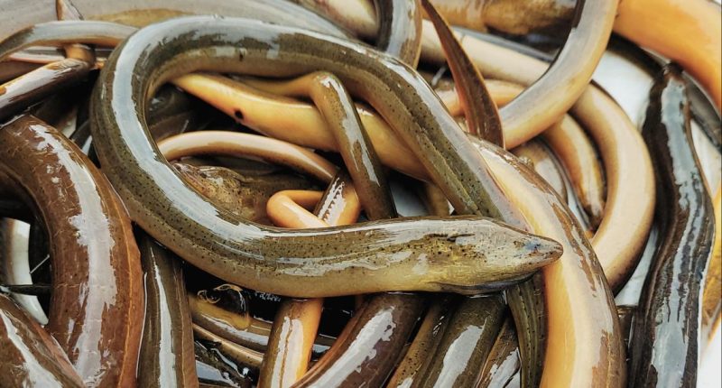 Multiple agencies raise alarm on invasive swamp eel species in Florida