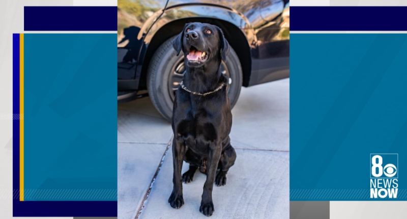 Officer accused of leaving K-9 in hot car for hours