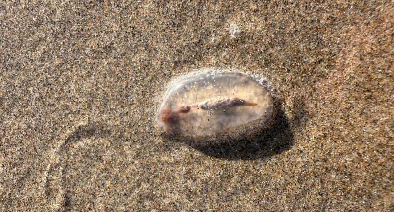 Oregon 'sea cherubs' washing up on beaches: What are they?