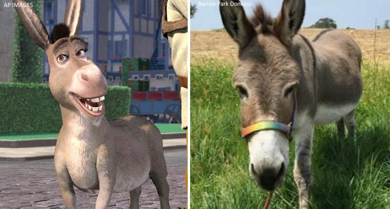 Remembering Perry: Real-life California donkey who inspired iconic 'Shrek' character, dies at 30, park officials say