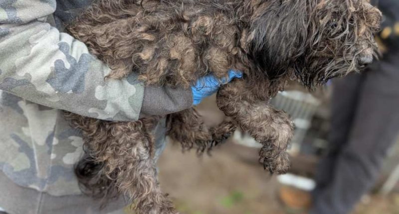 Renegade Paws aids in rescue of over 100 dogs in Pierce County