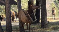 Ruidoso elk entangled with stool was freed