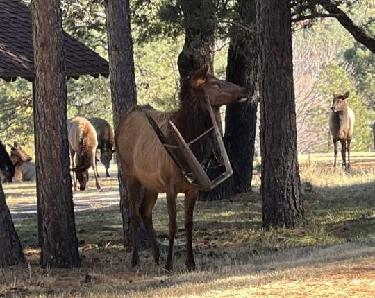 Ruidoso elk entangled with stool was freed