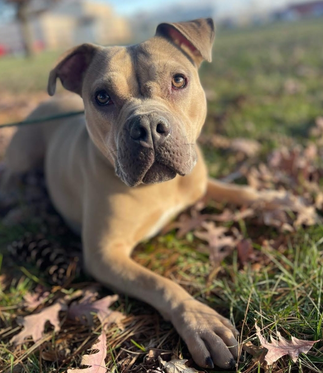 Sangamon Co. animal shelter in need of hot dog donations