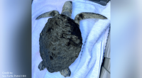 Sea Turtle Patrol warns of cold stunned turtles