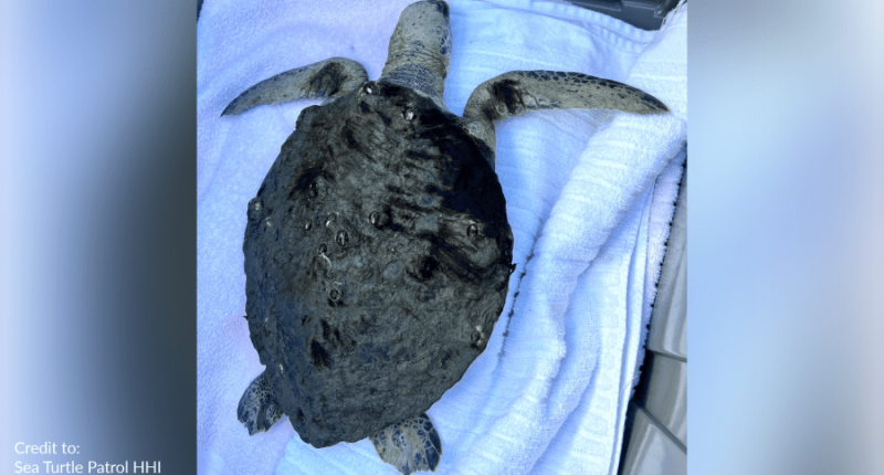 Sea Turtle Patrol warns of cold stunned turtles