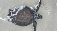 Sea turtles washing up on sick on Florida beach