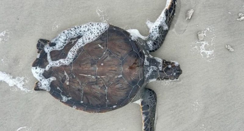 Sea turtles washing up on sick on Florida beach