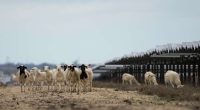 Solar farms are booming in the US and putting thousands of hungry sheep to work
