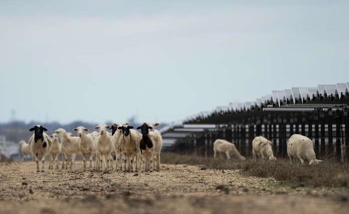 Solar farms are booming in the US and putting thousands of hungry sheep to work