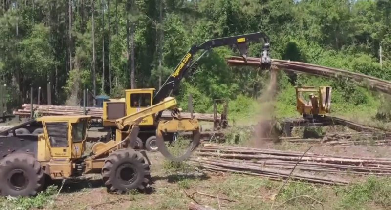 St. Johns County commissioner goes out on a limb, proposes tree-saving measures that did not pass last year