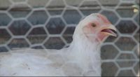 State, local experts break down bird flu impact in Georgia