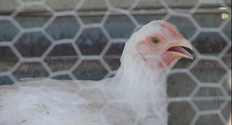 State, local experts break down bird flu impact in Georgia