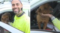 local Leo was driving down Elizabeth Drive when he noticed the fire, quickly jumping into action. and saving a dog from the backyard of the burning home