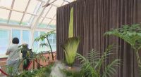 It's been 15 years since the foul-smelling flower showed its petals in Sydney, but the rare Amorphophallus titanum – also known as a corpse flower – is finally blooming. The flower, known for its smell of rotting flesh, blooms for about 24 hours, and can take three or four hours to completely unfurl.