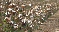 Texas cotton farmers push for natural fabrics in a fast fashion world