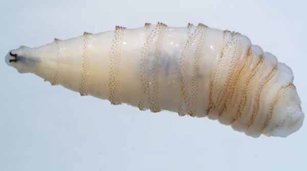 Texas officials warn of infectious, parasitic worms that 'screw into flesh'