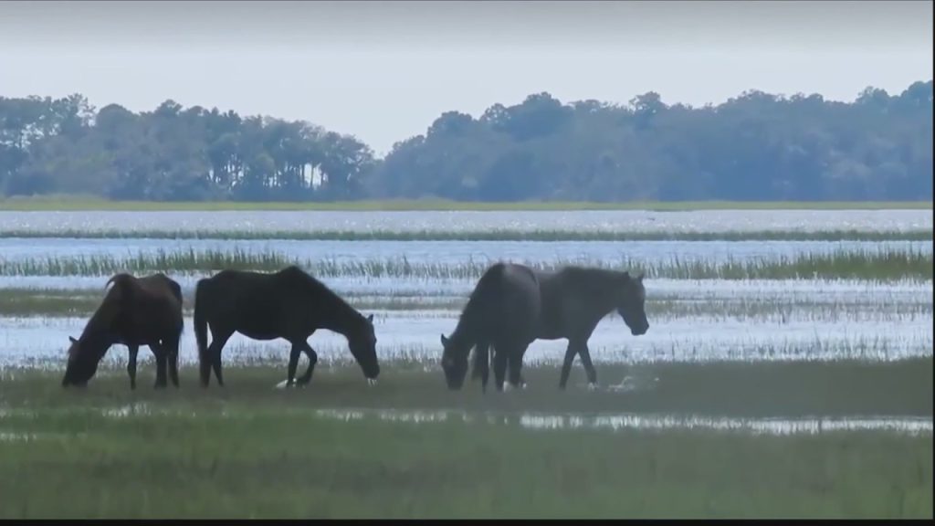 The end of an era: Wild marshland ponies of Horse Island rehomed