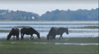 The end of an era: Wild marshland ponies of Horse Island rehomed