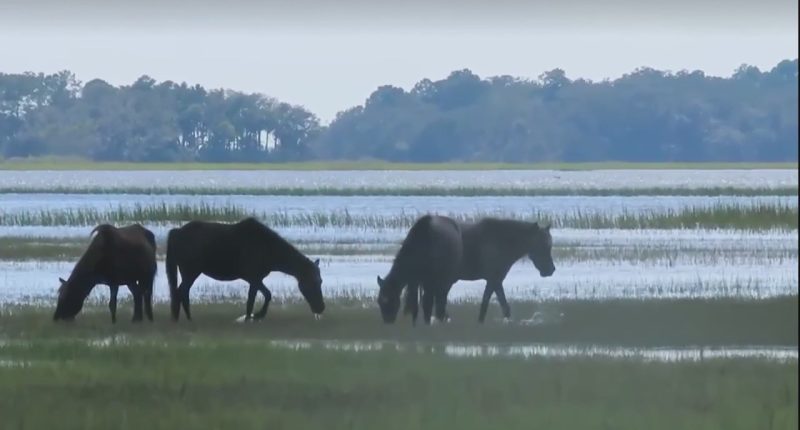 The end of an era: Wild marshland ponies of Horse Island rehomed