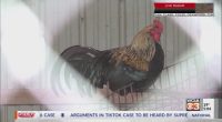 U of I wildlife medical director offers advice to protect animals from Bird Flu