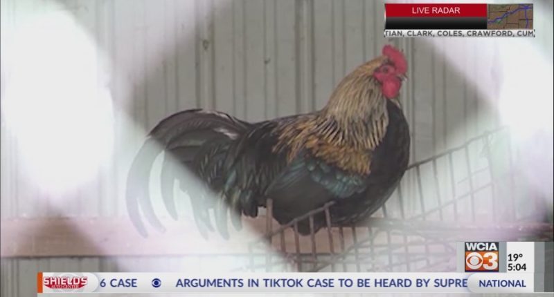 U of I wildlife medical director offers advice to protect animals from Bird Flu