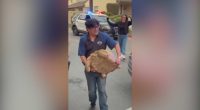 Watch: Pet tortoise reunited with family after 'miraculous' fire survival