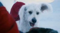 What Kind Of Dog Is Krypto?