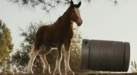 What's The Song In Budweiser's 2025 Super Bowl Commercial?