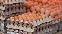 100,000 eggs stolen from Pennsylvania distributor’s truck, police say