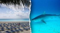American tourists attacked by shark at luxe Bahamas resort area