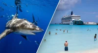 American tourists felt 'nudge' before shark attack at popular Bahamas resort