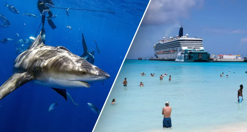 American tourists felt 'nudge' before shark attack at popular Bahamas resort