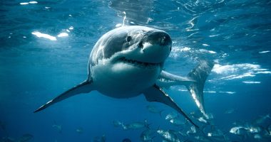 Australian teenager dies in devastating shark attack, nearly 100 yards from popular beach: report