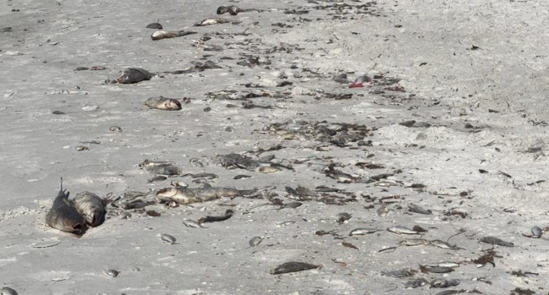 Beachgoers find dead fish scattered across Lido Key shoreline