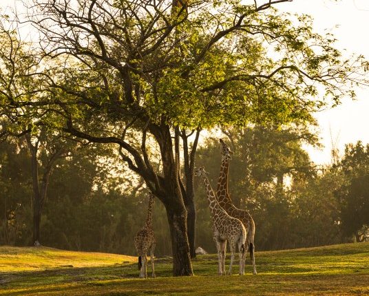 Busch Gardens debuts Valentine's Day experiences for adventure-seeking couples