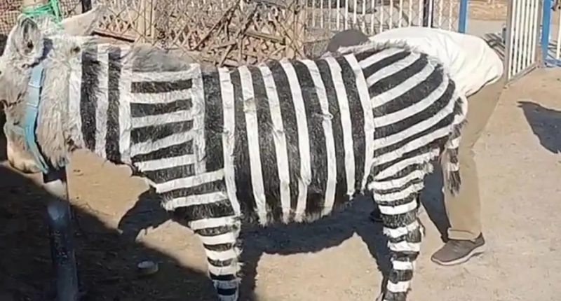 Donkey painted to resemble a zebra.