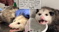 'Choco-holic' opossum hospitalized after annihilating entire Costco chocolate cake