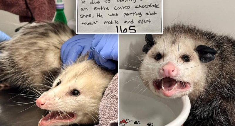 'Choco-holic' opossum hospitalized after annihilating entire Costco chocolate cake