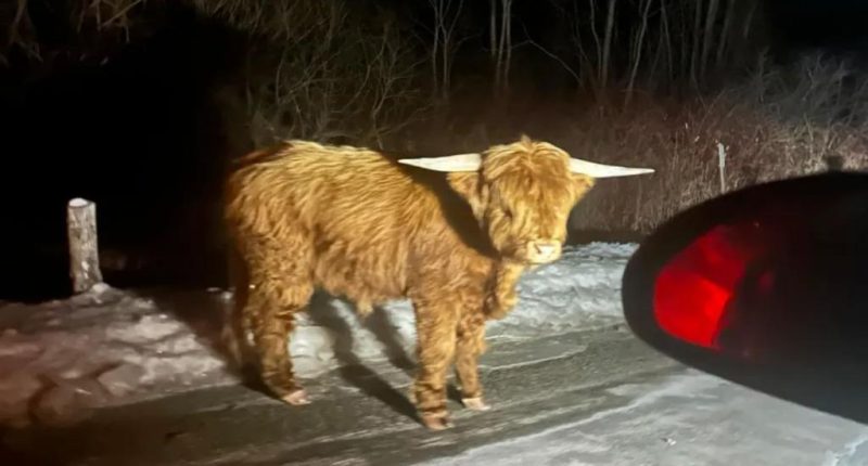 Connecticut Scottish Highlands bull on lam in Litchfield County
