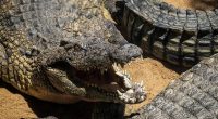 Crocodile horror as mother is dragged to her death