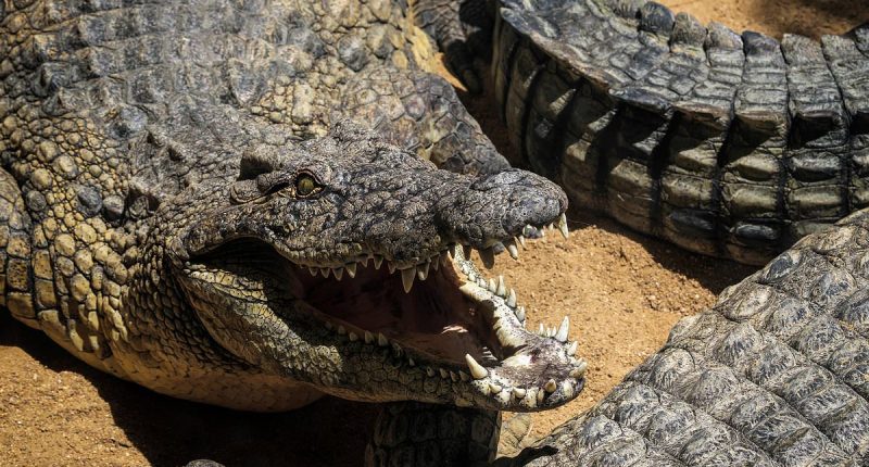 Crocodile horror as mother is dragged to her death