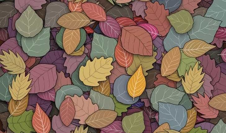 Illustration of a frog among autumn leaves.