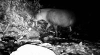 Extremely rare animal believed to be extinct in area caught on camera