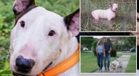 Florida dog Trooper who was cruelly tied to fence during Hurricane Milton beats cancer, other major health scare