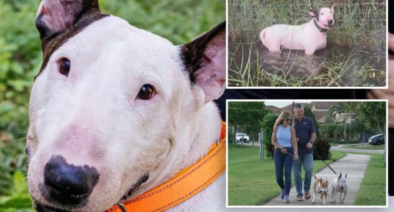Florida dog Trooper who was cruelly tied to fence during Hurricane Milton beats cancer, other major health scare