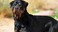 Florida family mourns loss of 3-year-old Rottweiler killed in hit-and-run: report